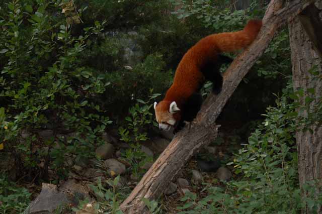 red panda